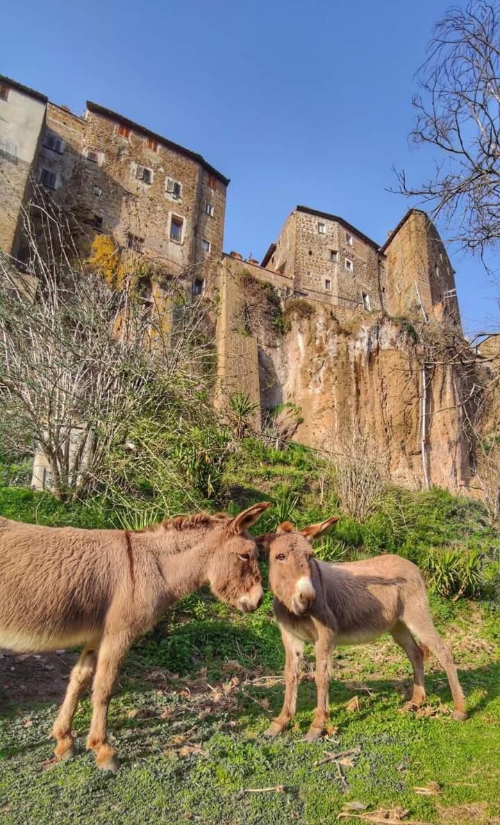 Casa Lale Apartment Corchiano ภายนอก รูปภาพ